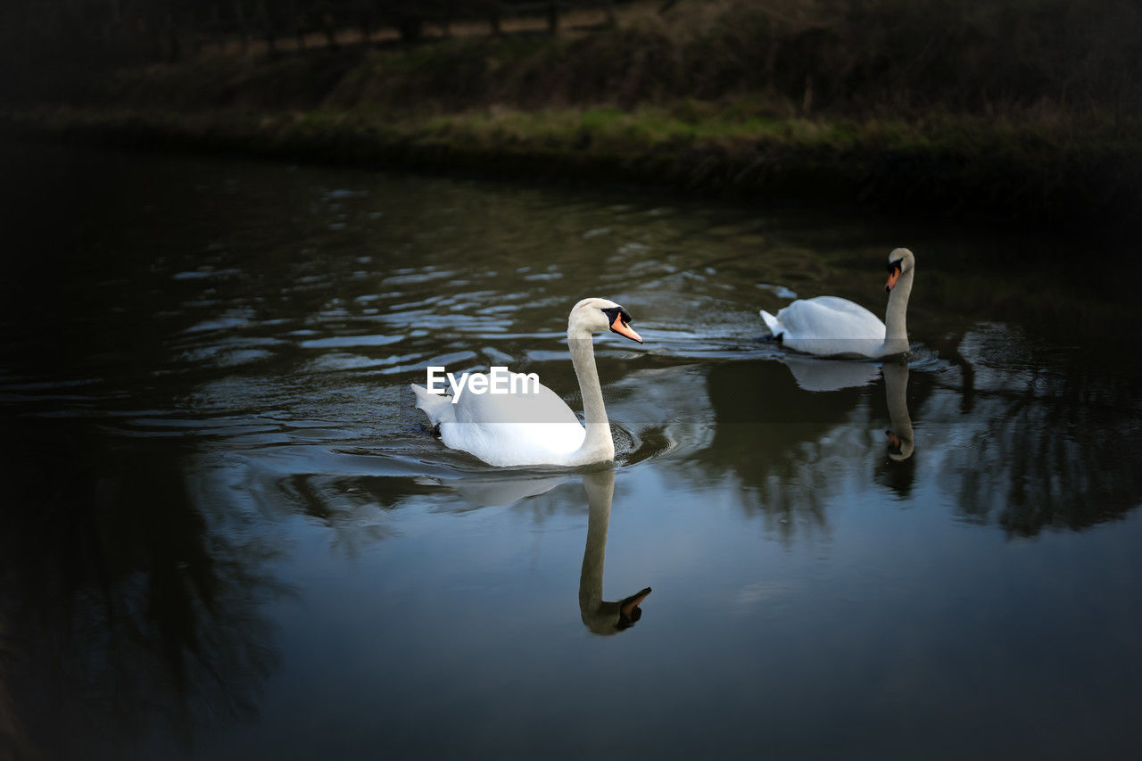 high angle view of swans swimming in lake
