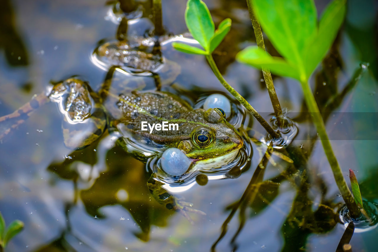 animal themes, animal, water, animal wildlife, nature, one animal, green, wildlife, frog, amphibian, macro photography, reptile, true frog, close-up, flower, no people, lake, animal body part, crocodile, swimming, reflection, outdoors, animal eye, eye, environment, underwater, alligator, wet, plant, branch, leaf, animal head, plant part