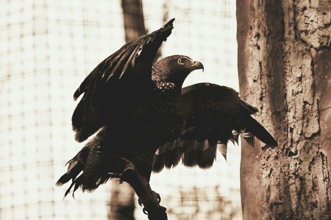 Close-up side view of a bird on branch