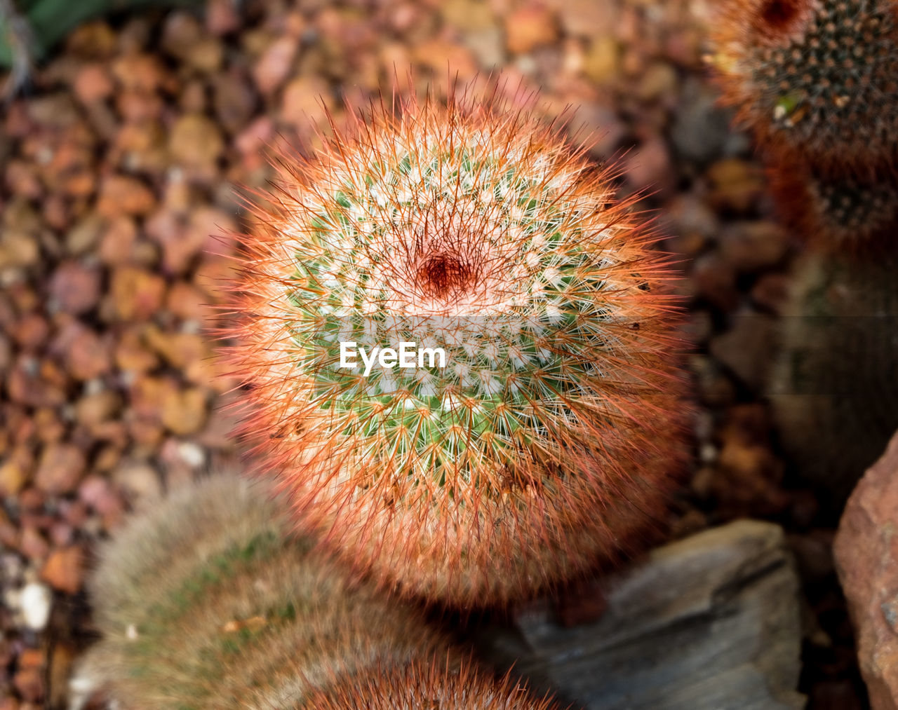 Close-up of succulent plant on field