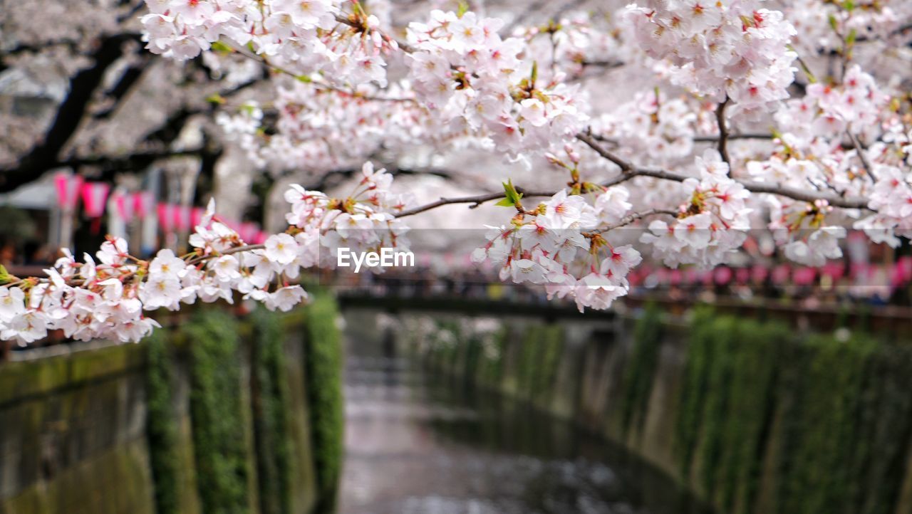 Close-up of cherry blossoms in spring