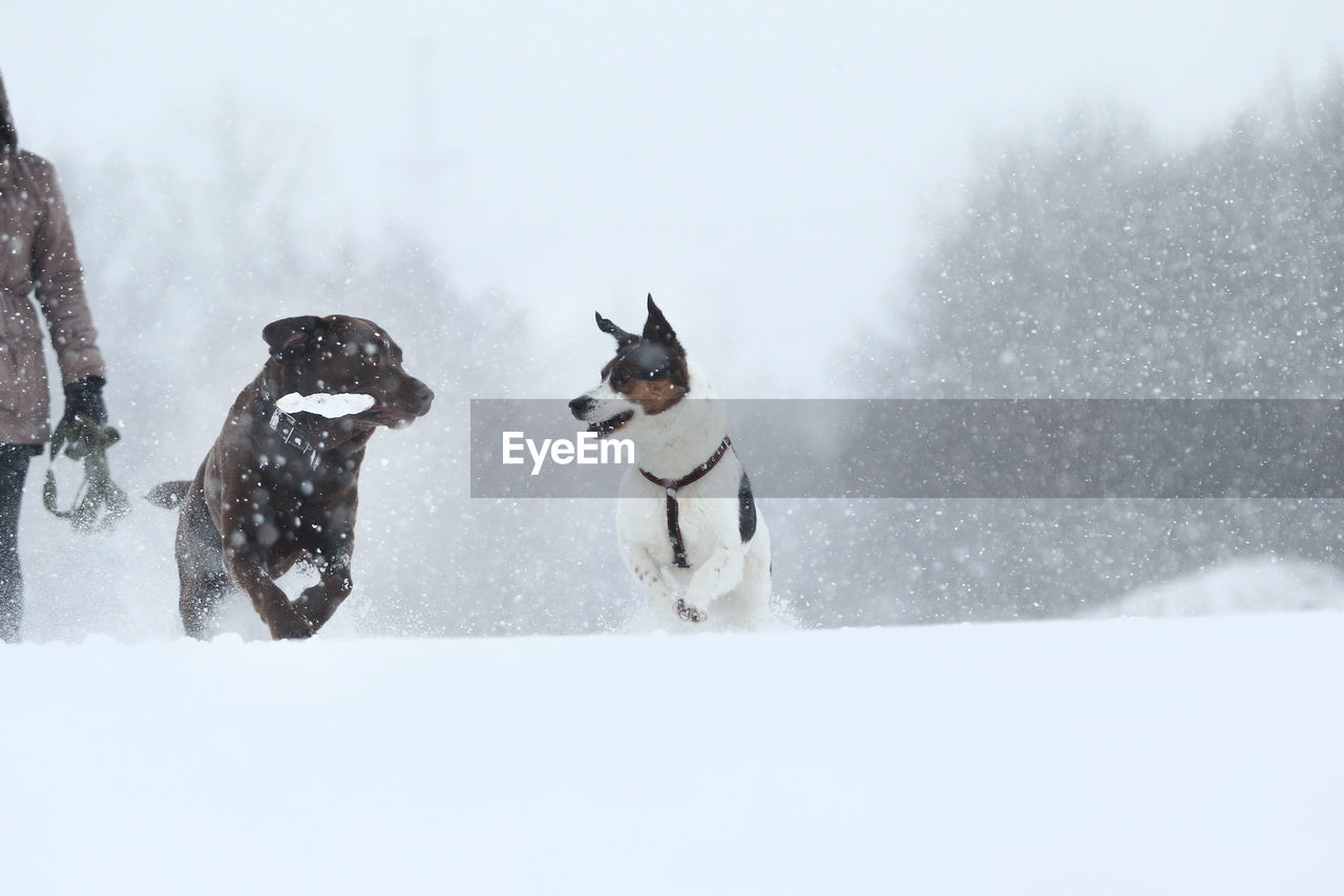 DOGS ON SNOW COVERED LANDSCAPE