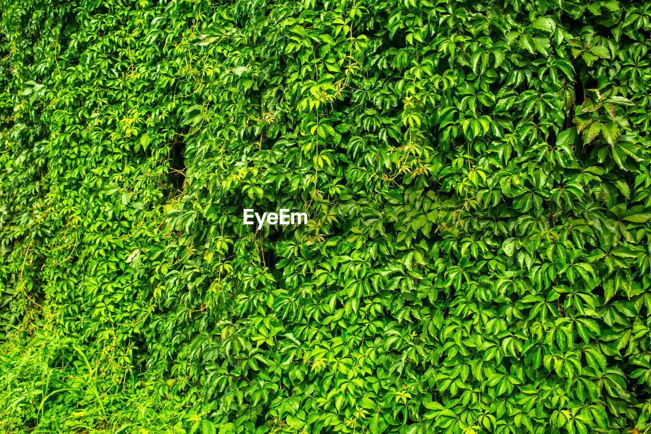 green, plant, full frame, backgrounds, growth, grass, nature, no people, beauty in nature, foliage, day, lush foliage, leaf, lawn, land, vegetation, field, shrub, outdoors, high angle view, freshness, sunlight, groundcover, soil, tranquility, moss, plant part