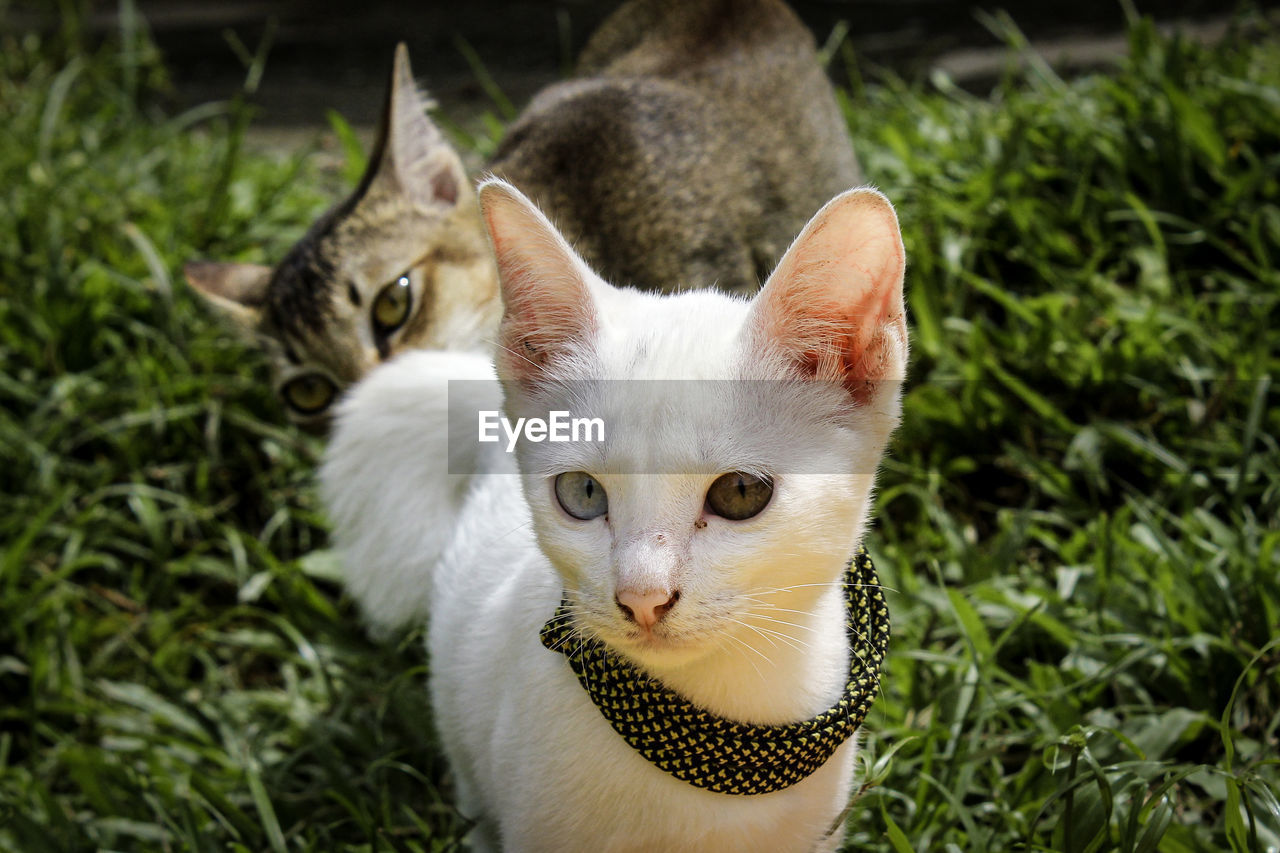 Close-up portrait of cat with kitten on plants