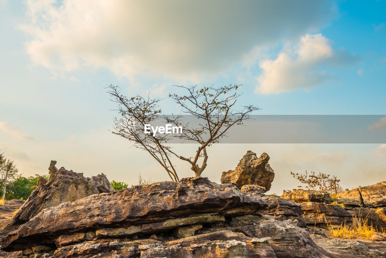 LOW ANGLE VIEW OF ROCK FORMATION ON TREE AGAINST SKY