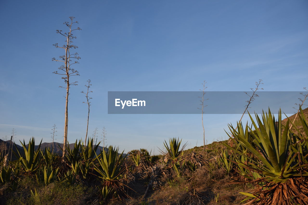PLANTS AND TREES AGAINST CLEAR BLUE SKY