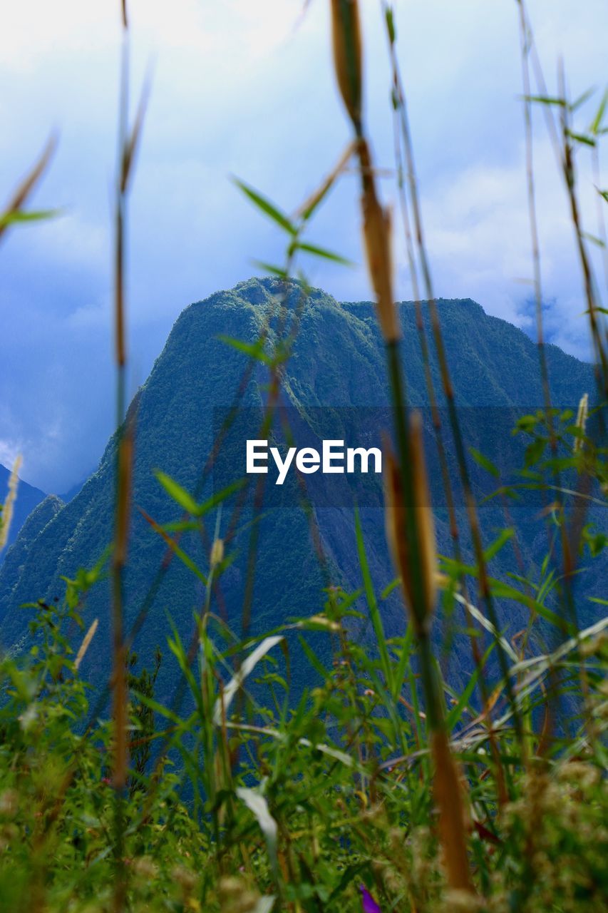 CLOSE-UP OF PLANTS AGAINST MOUNTAIN