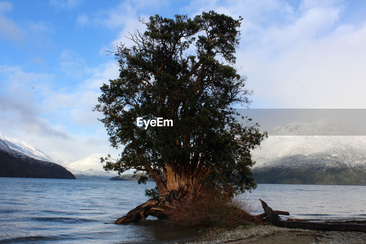 SCENIC VIEW OF SEA BY TREE AGAINST SKY