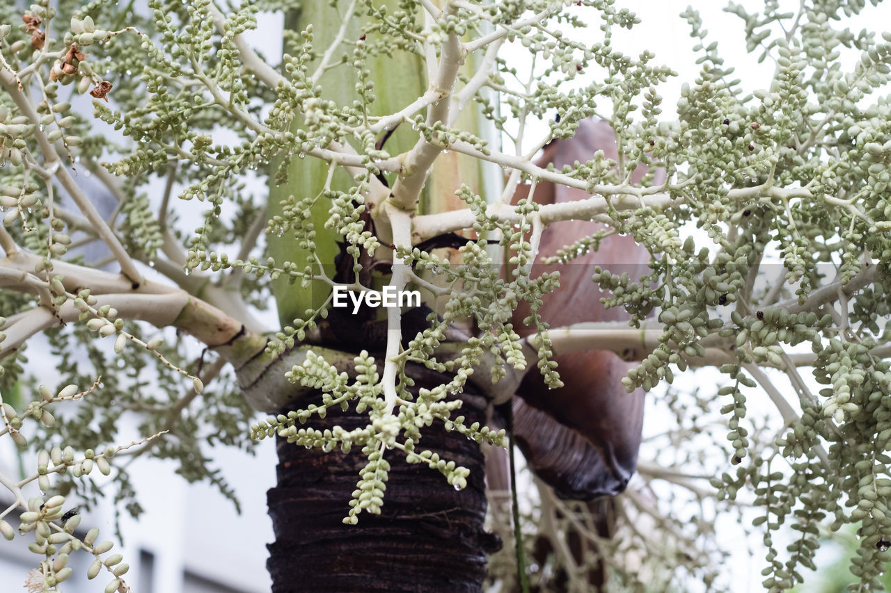 HAND HOLDING FLOWERING PLANT