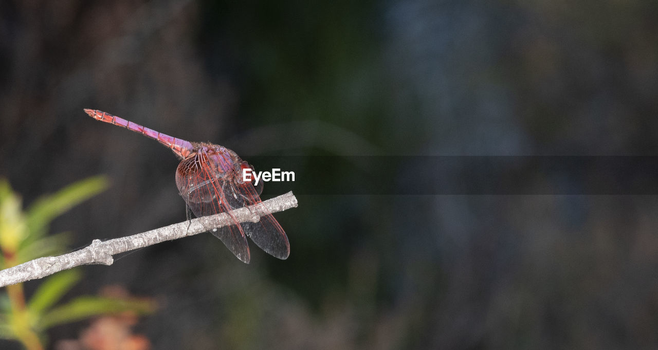 CLOSE-UP OF DRAGONFLY ON A PLANT