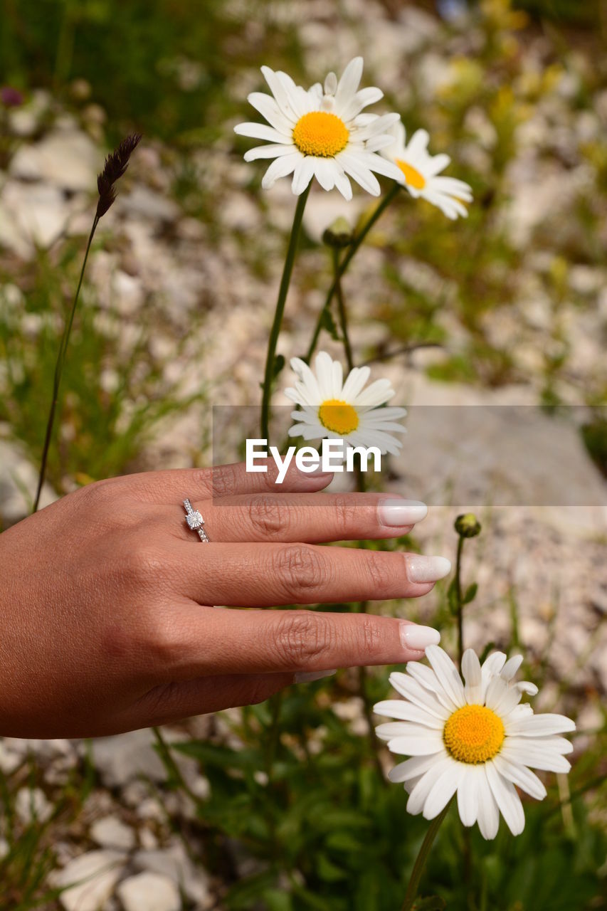 flower, flowering plant, plant, yellow, hand, freshness, nature, beauty in nature, daisy, fragility, holding, one person, close-up, adult, women, flower head, focus on foreground, outdoors, white, wildflower, day, growth, petal, lifestyles, grass, inflorescence, meadow, leisure activity, tanacetum parthenium