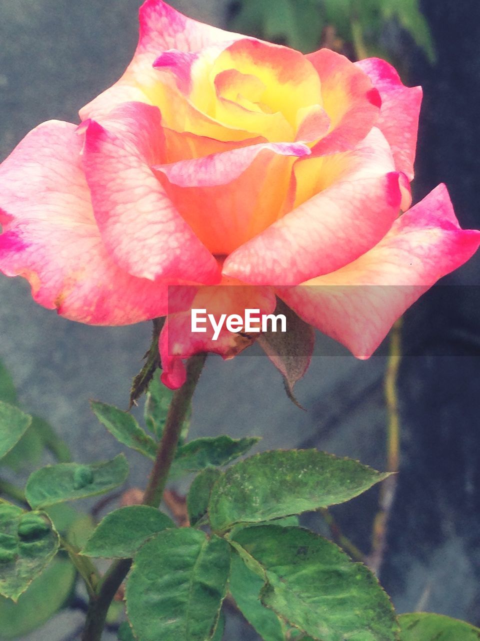 Close-up of pink rose