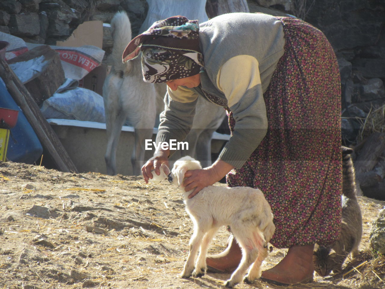 Woman feeding kid goat with milk at farm