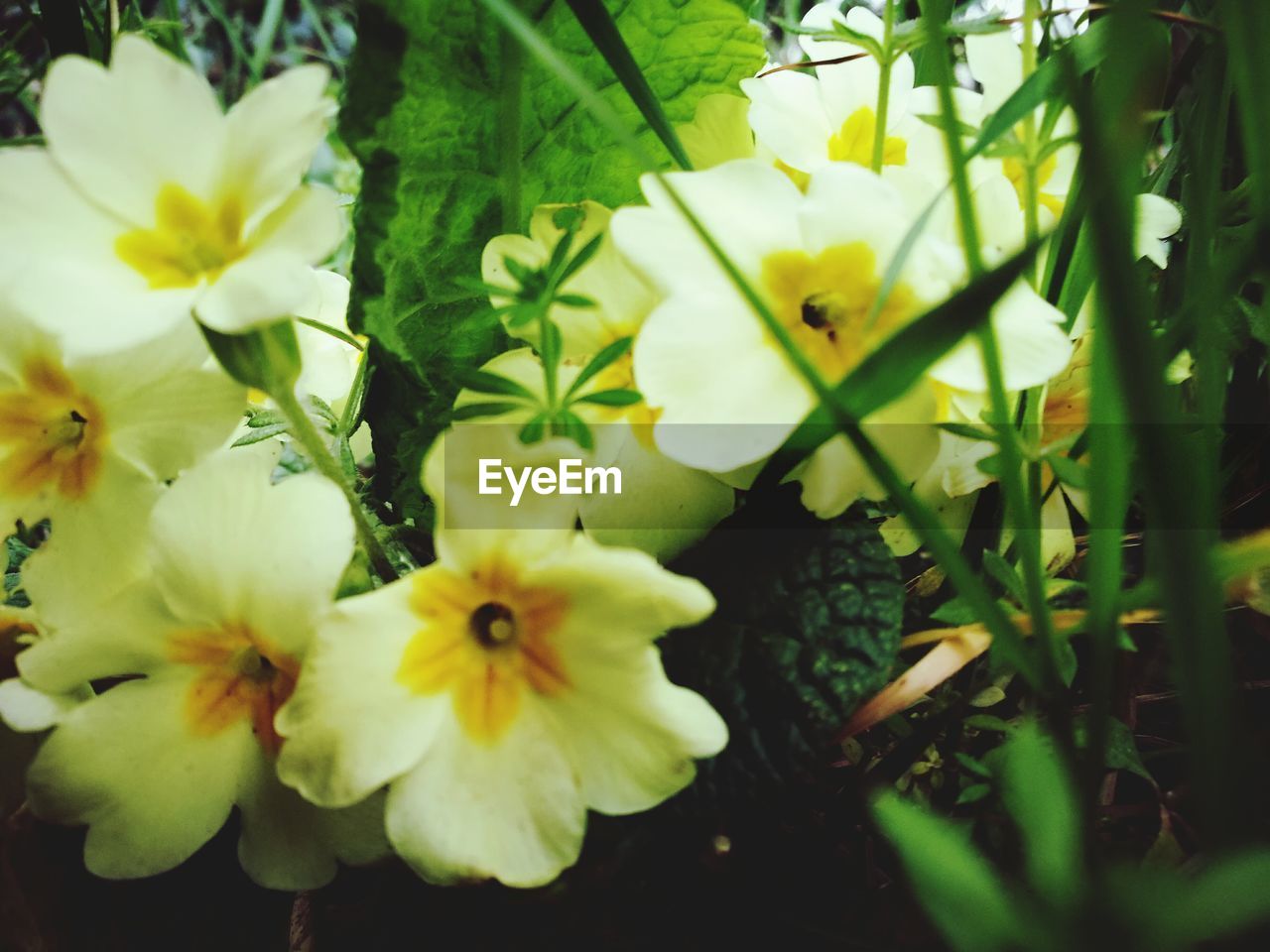 CLOSE-UP OF YELLOW FLOWERS