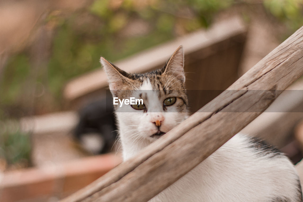 Close-up portrait of a cat