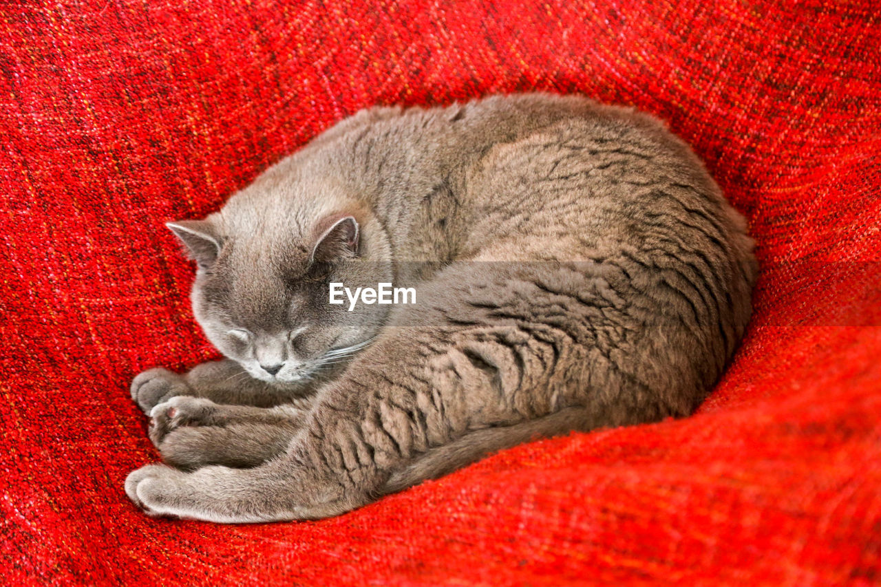 British shorthair cat lying on red blanket