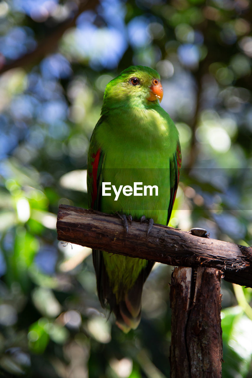 Close-up of bird perching on branch