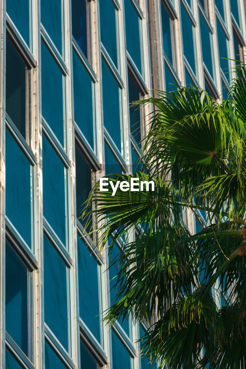 Glass facade pattern of a contemporary office building with palm tree