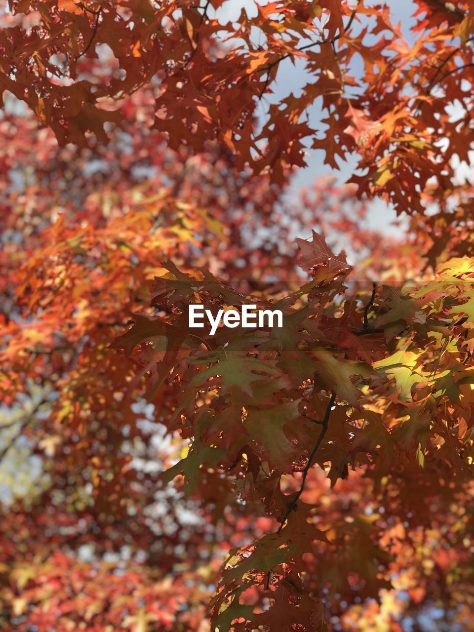 CLOSE-UP OF MAPLE LEAVES ON TREE