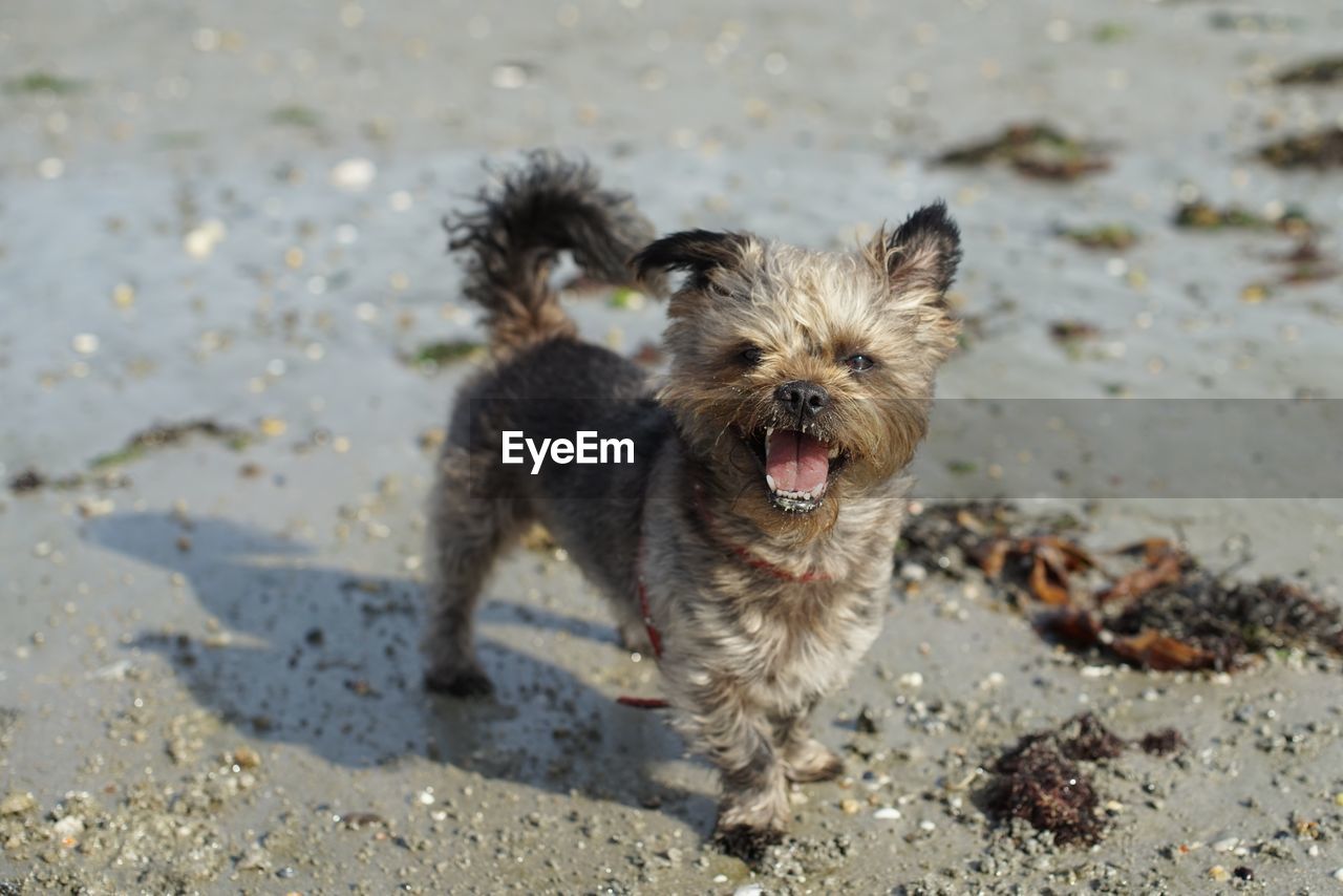 PORTRAIT OF DOG ON BEACH