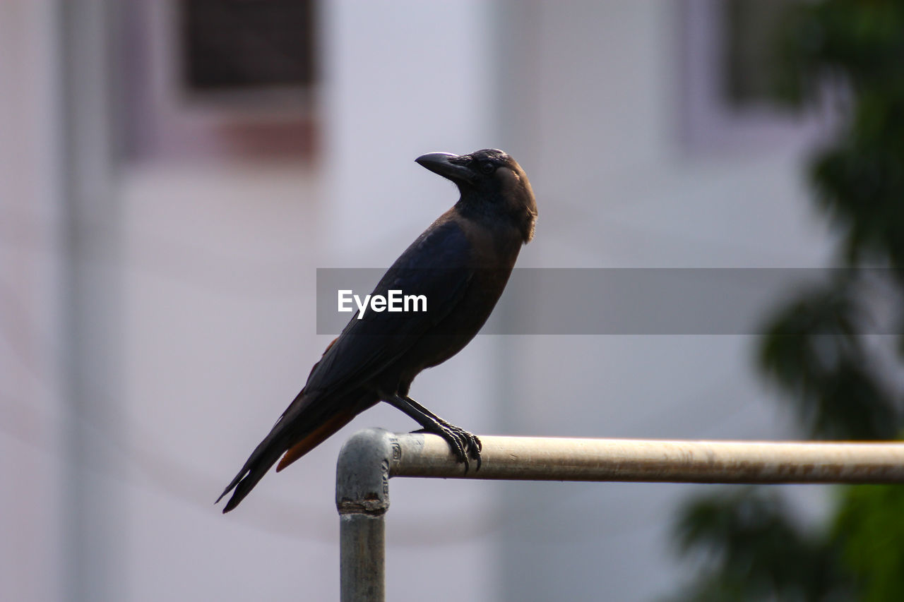 CLOSE-UP OF BIRD PERCHING ON WOOD