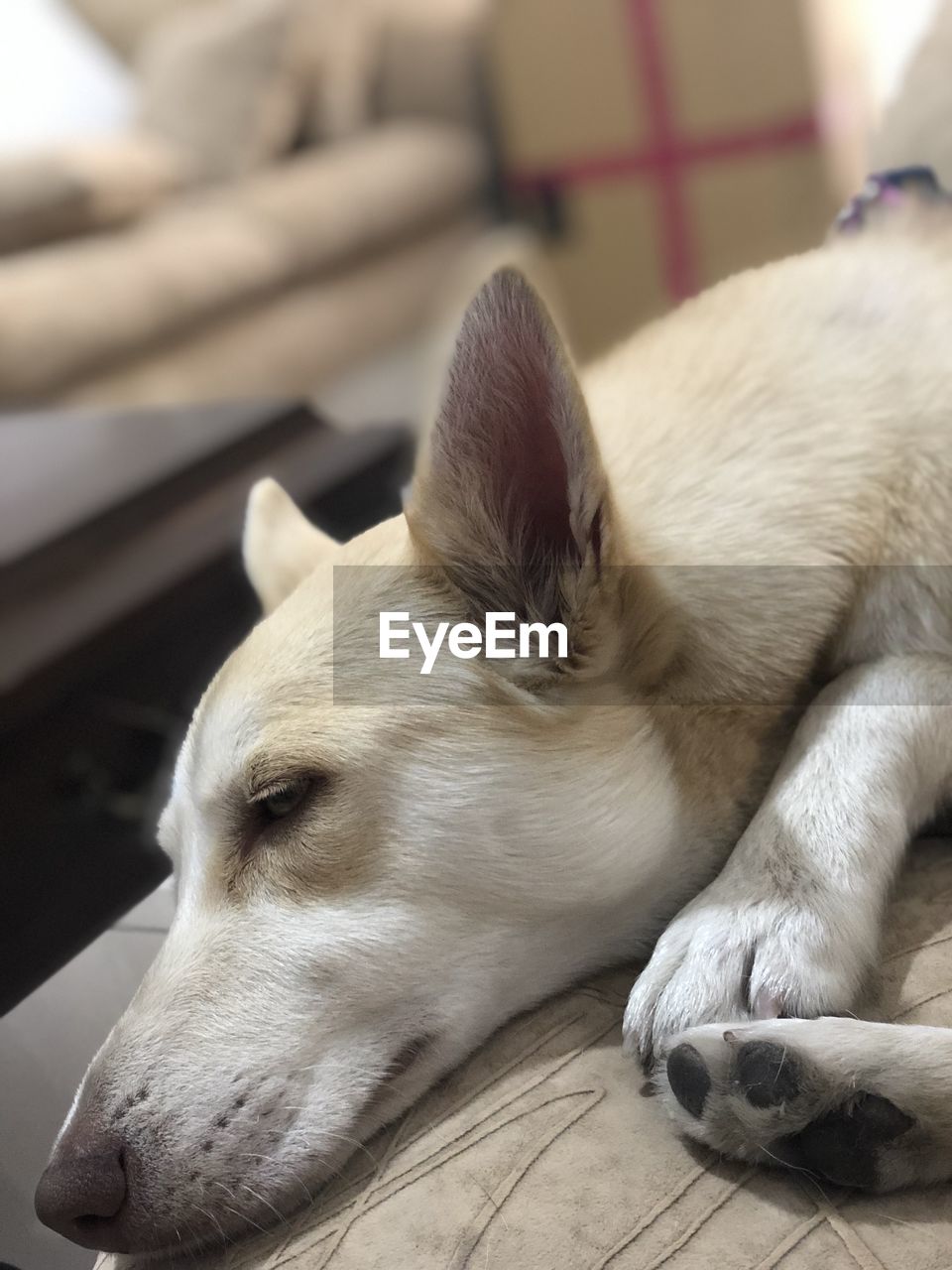 CLOSE-UP OF A DOG LYING DOWN