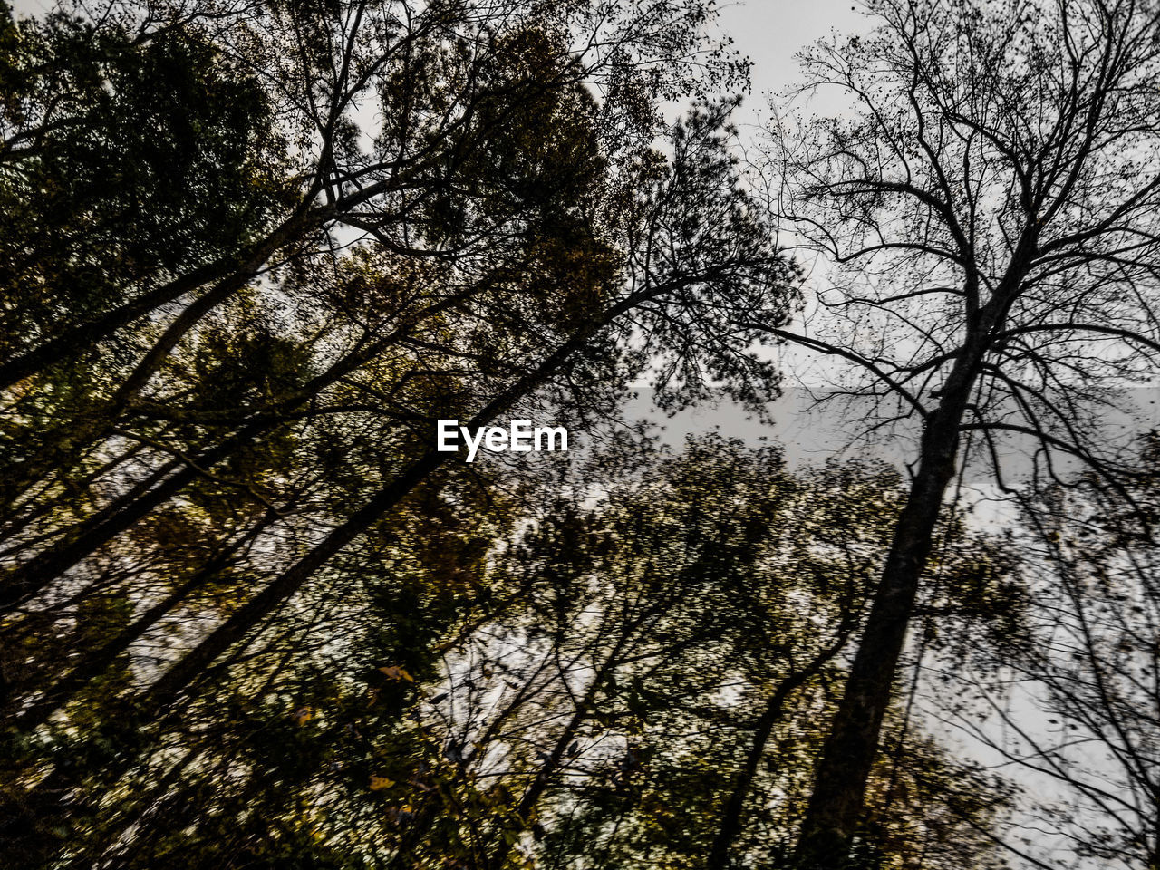 LOW ANGLE VIEW OF TREES AGAINST SKY