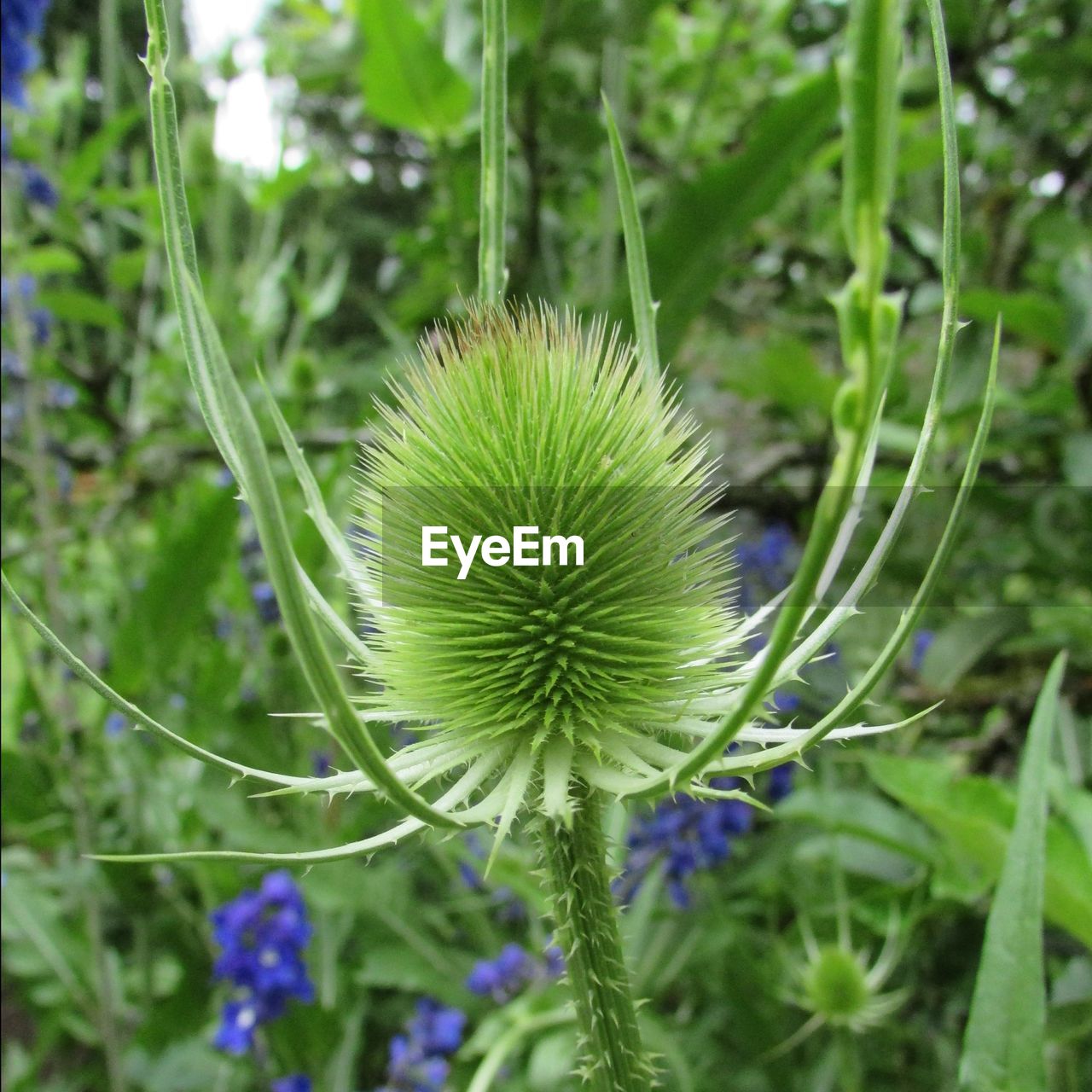 Close-up of plant