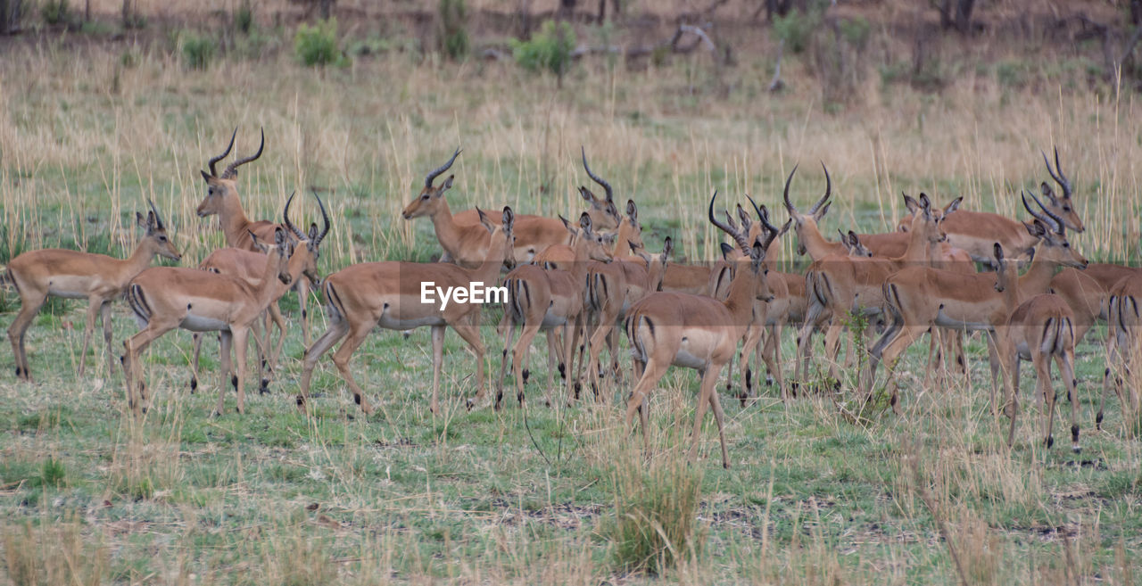 FLOCK OF DEER ON GRASS