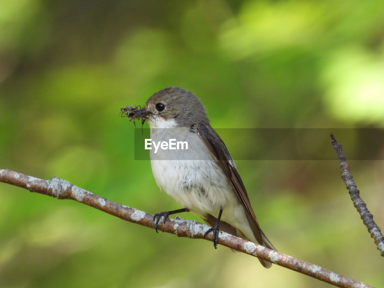 Close-up of bird perching on branch