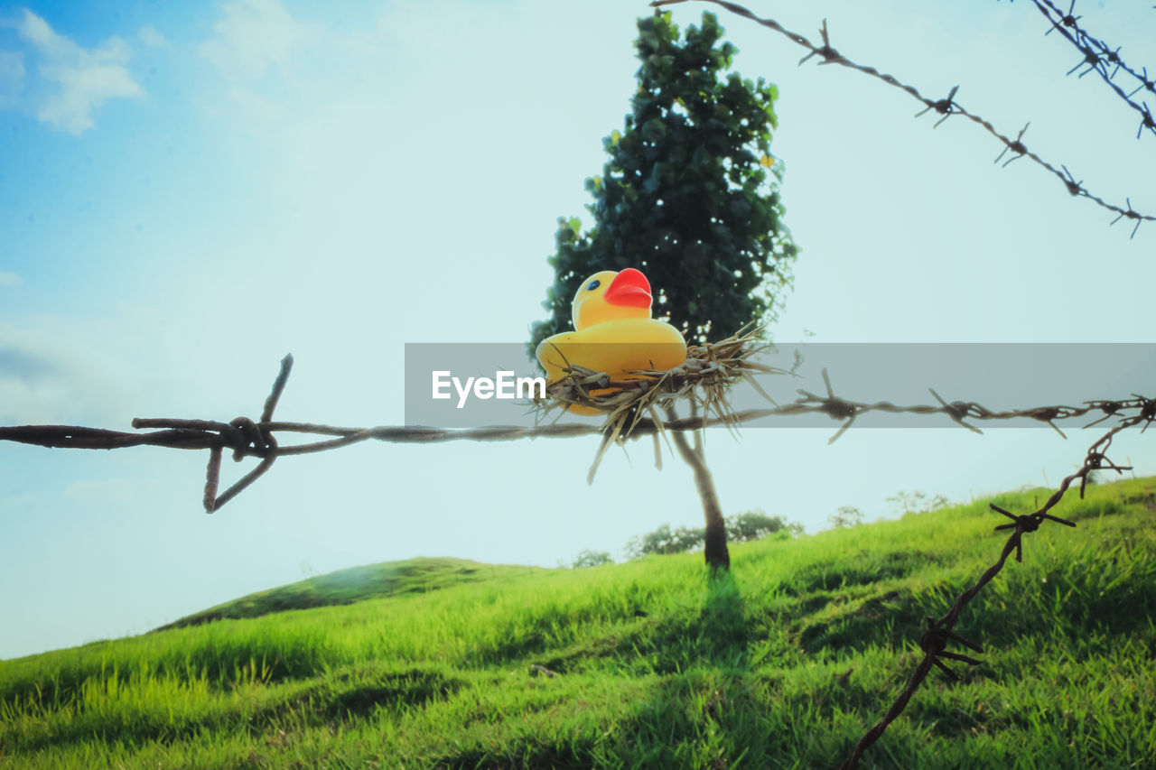 BIRD ON PLANT AGAINST CLEAR SKY