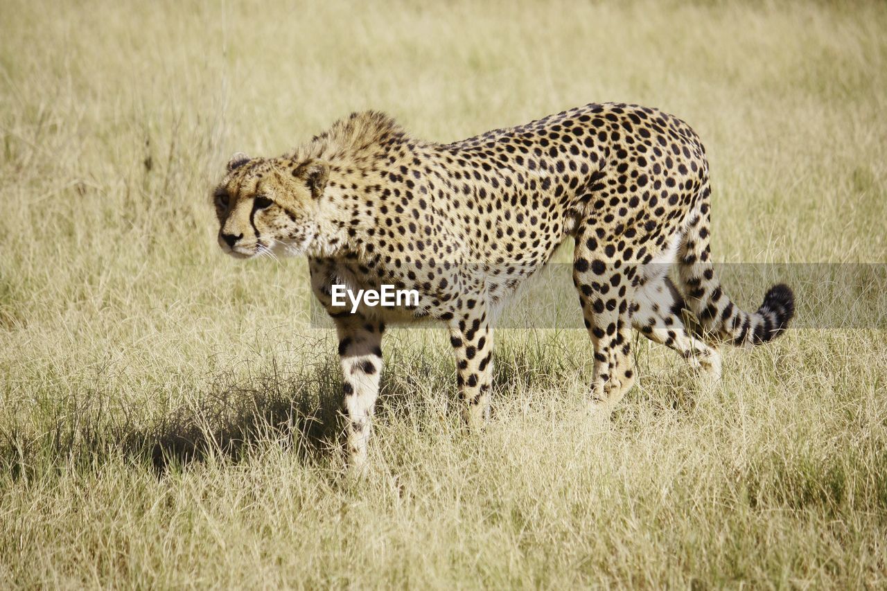 Cheetah standing on grassy field