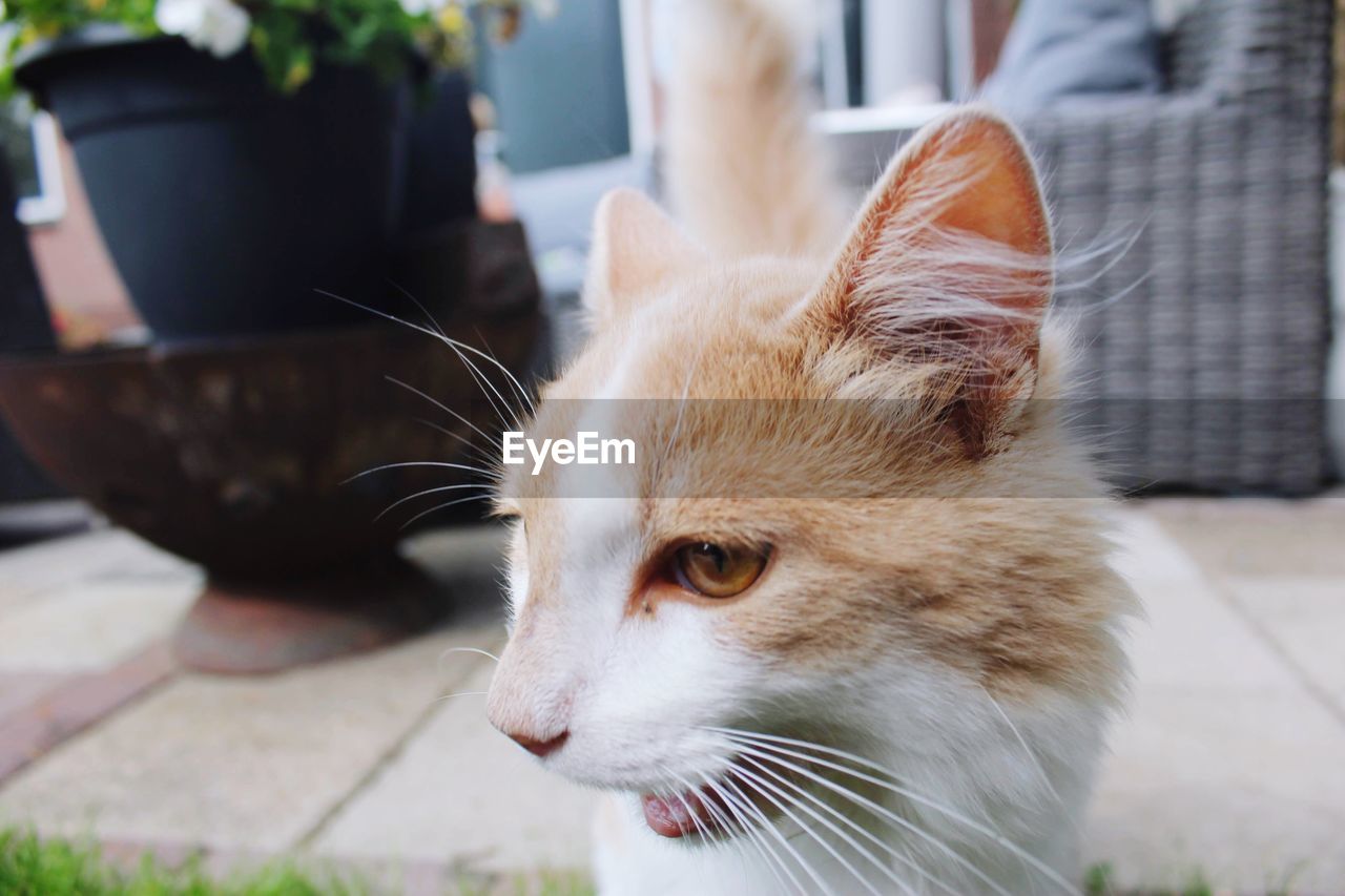 CLOSE-UP OF A CAT LOOKING AWAY OUTDOORS