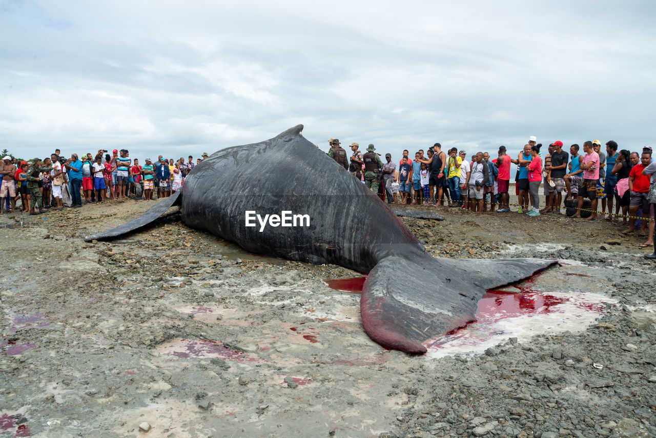 Dozens of onlookers are seen watching a dead humpback whale calf on coutos beach 