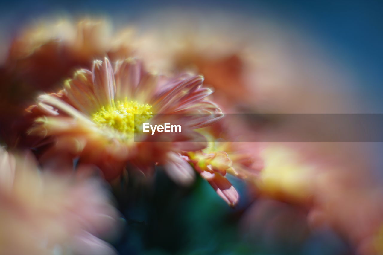 CLOSE-UP OF PINK DAISY FLOWERS