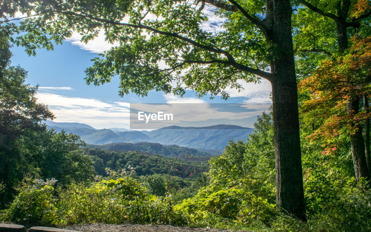 Scenic view of trees and mountains against sky