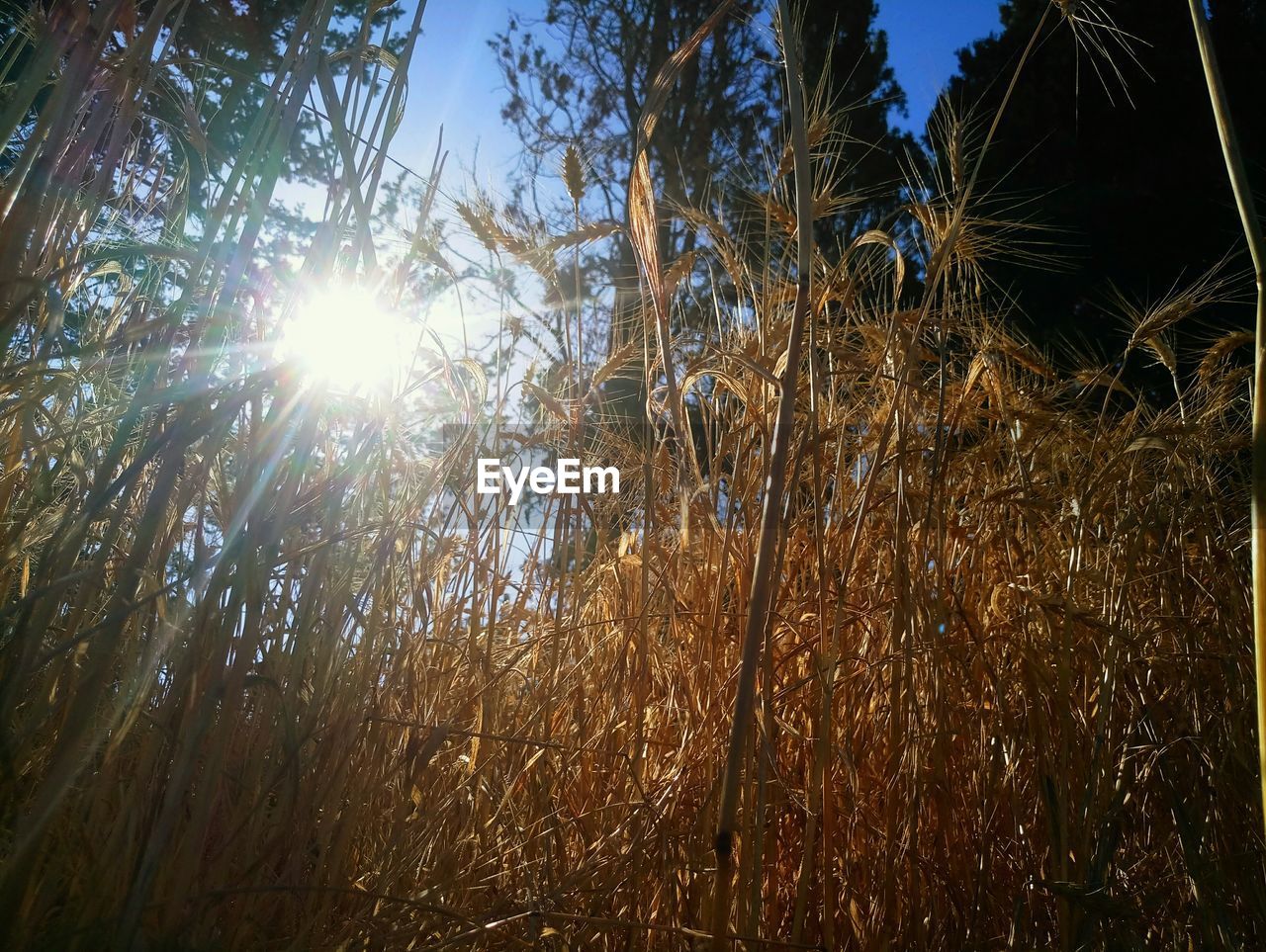 LOW ANGLE VIEW OF TREES IN SUNLIGHT