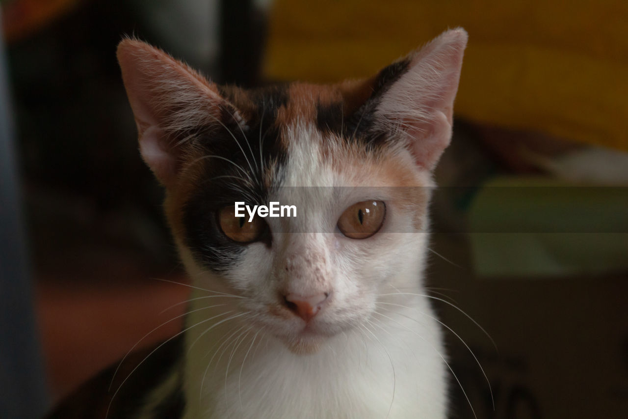 pet, animal themes, cat, domestic animals, animal, mammal, domestic cat, one animal, feline, whiskers, portrait, looking at camera, close-up, animal body part, felidae, small to medium-sized cats, focus on foreground, nose, indoors, no people, animal head, carnivore, eye, looking, animal eye