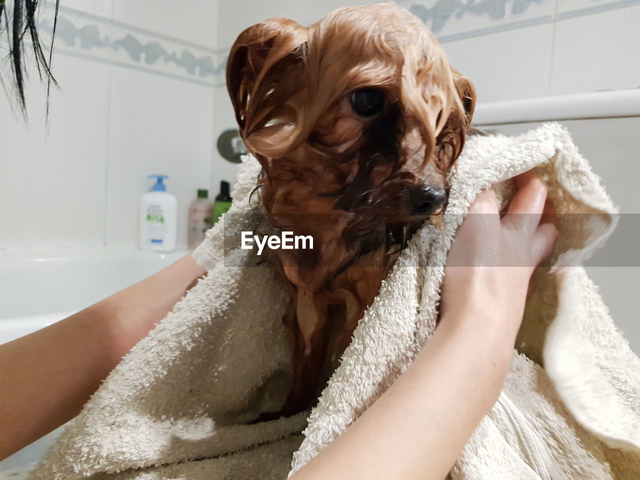 Woman cleaning wet dog with towel