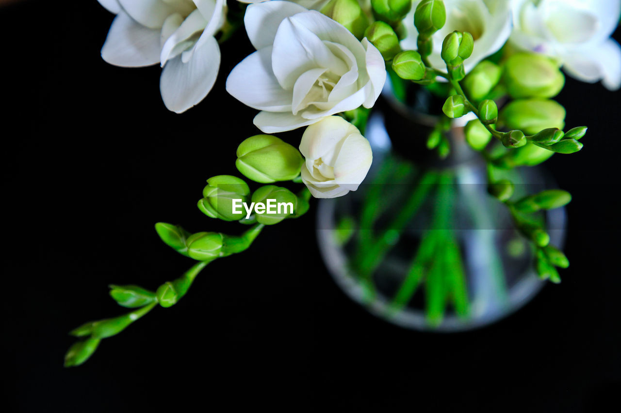 Close-up of white flowering plant against black background