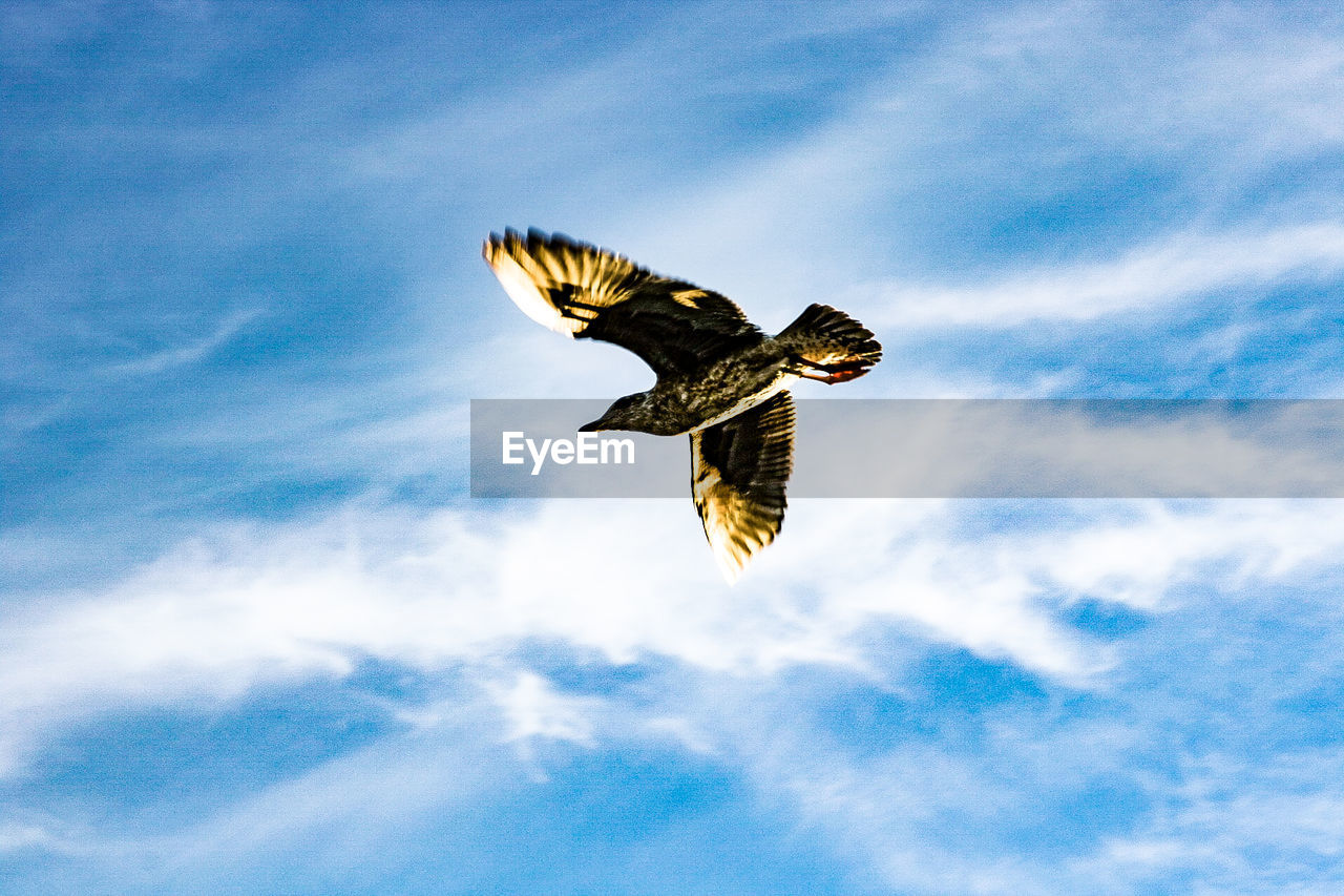 LOW ANGLE VIEW OF OWL FLYING AGAINST SKY