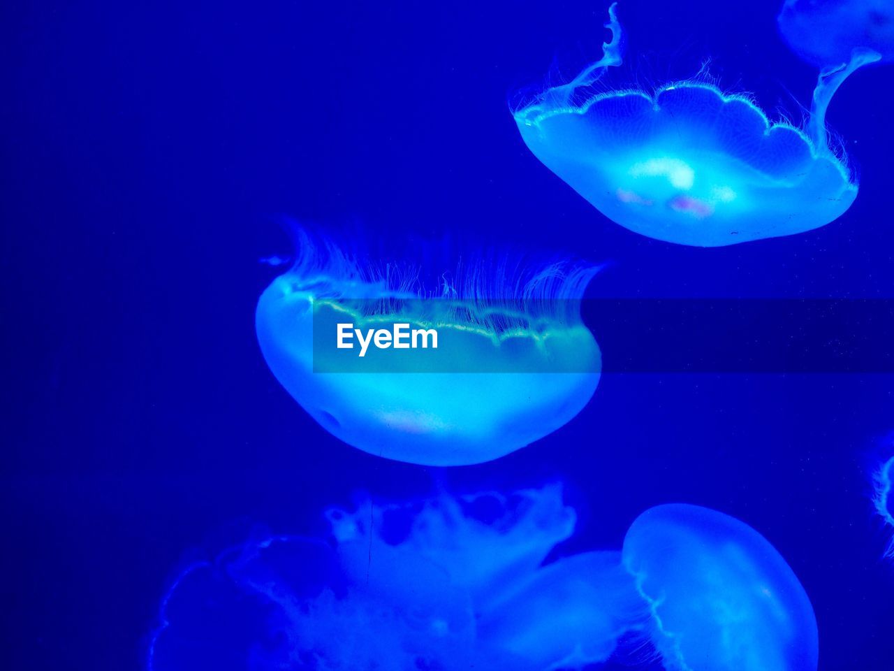 Close-up of jellyfish swimming in blue sea