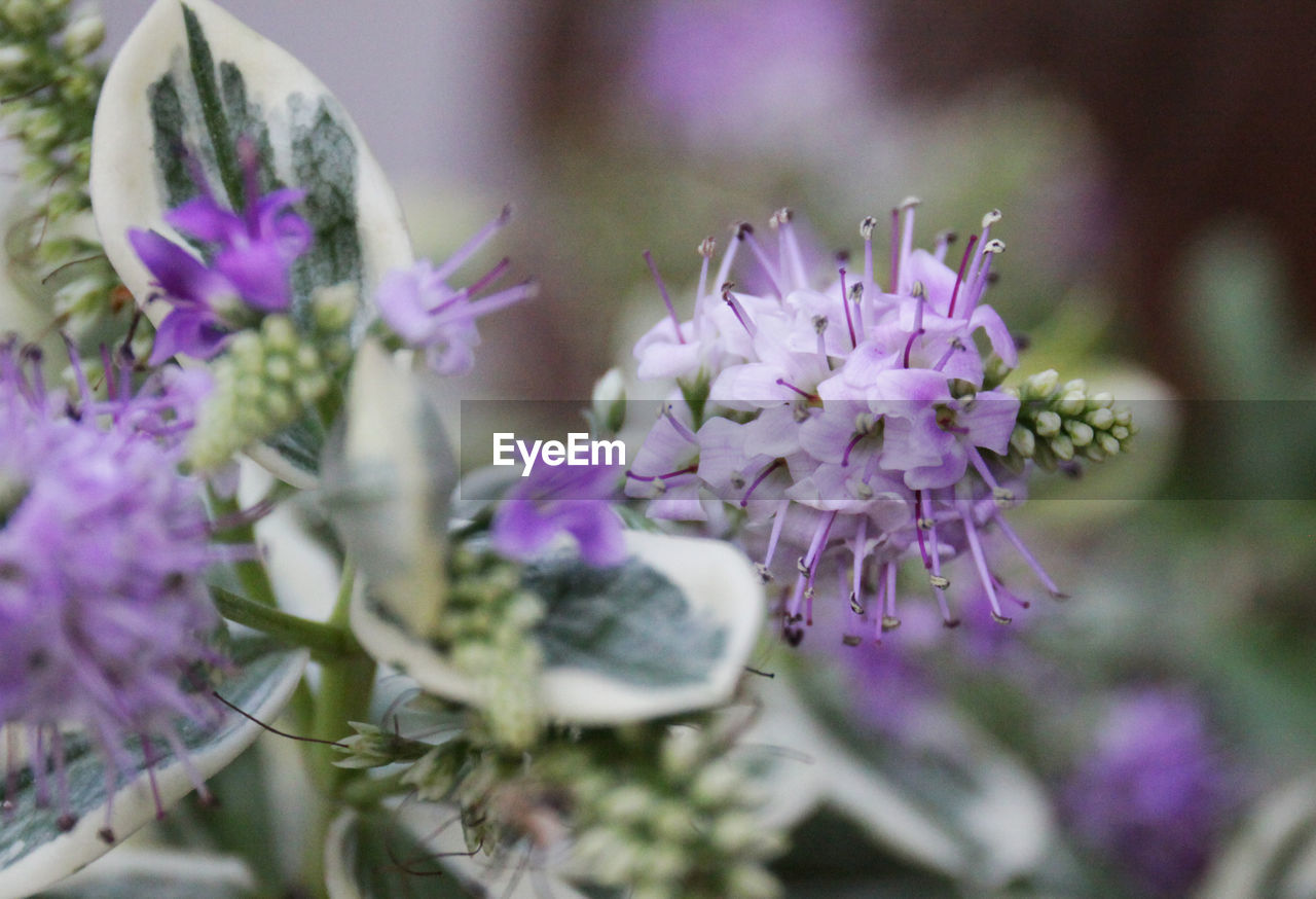 CLOSE-UP OF PURPLE FLOWERS BLOOMING