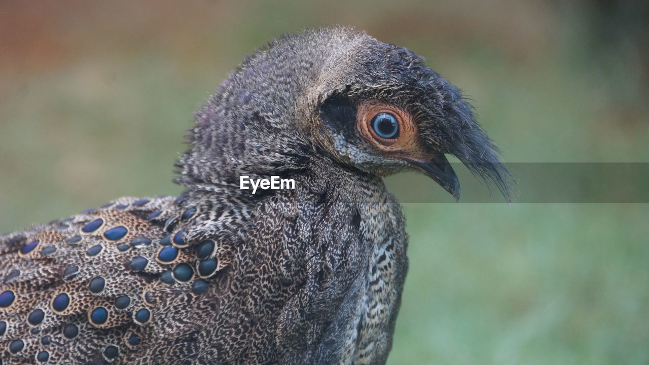 Close-up of a bird looking away