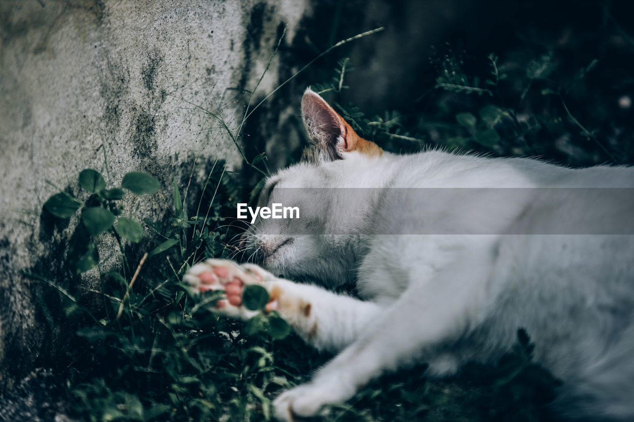 CAT SLEEPING IN A PLANT