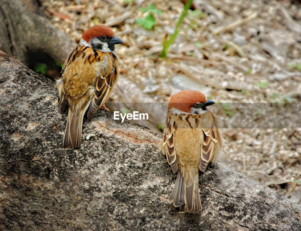 CLOSE-UP OF A BIRD PERCHING ON LAND