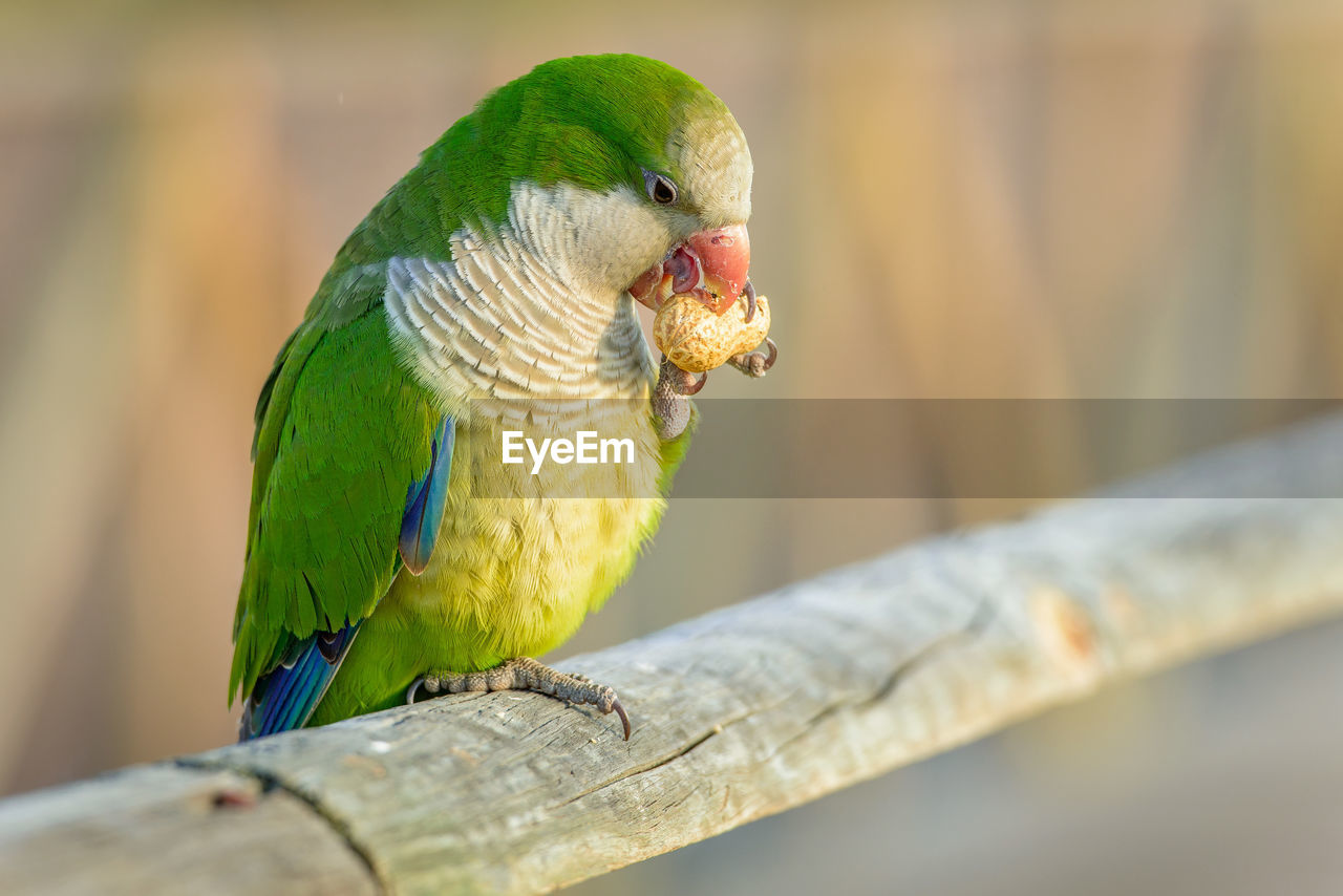 Close-up of parrot perching on tree eating a nut