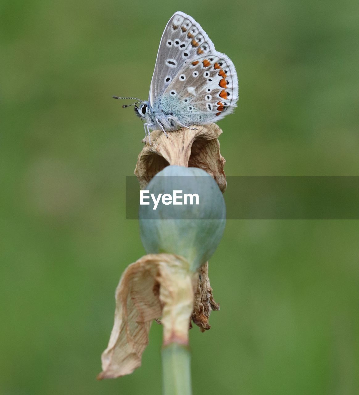 CLOSE-UP OF BUTTERFLY ON BUD