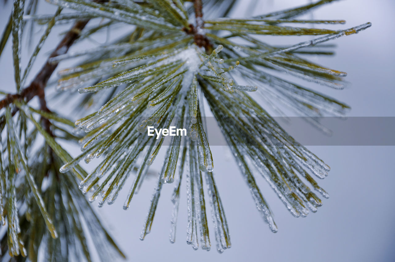 Close-up of icicles on pine tree needles 