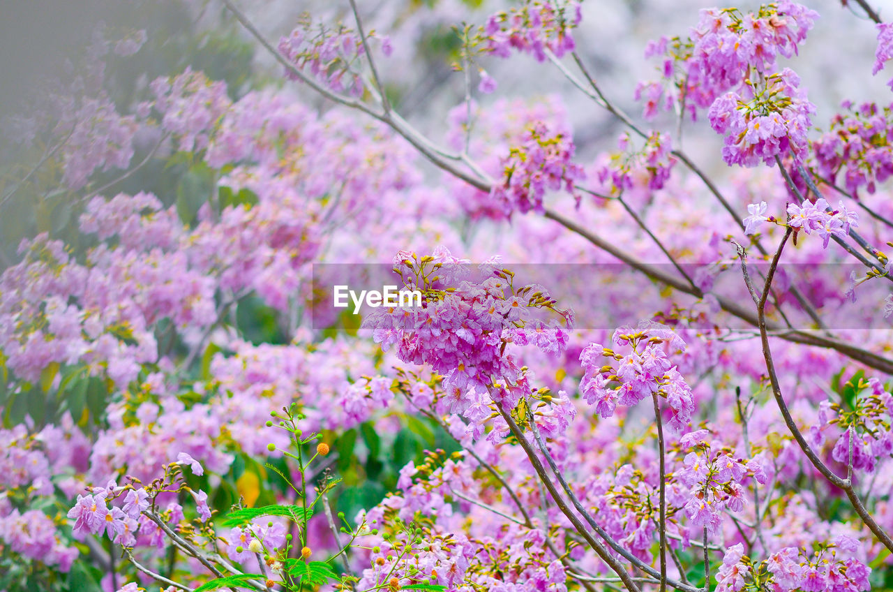 Close-up of pink flowers